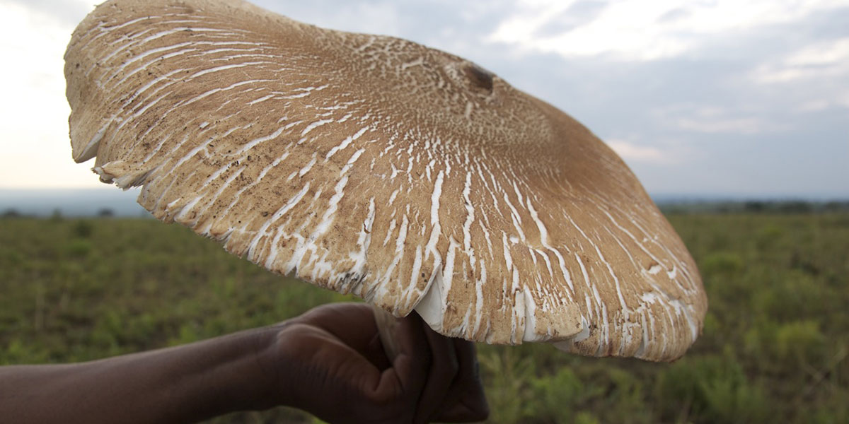 Dai funghi si estrae l'oro: uno studio dell'Università di Goa